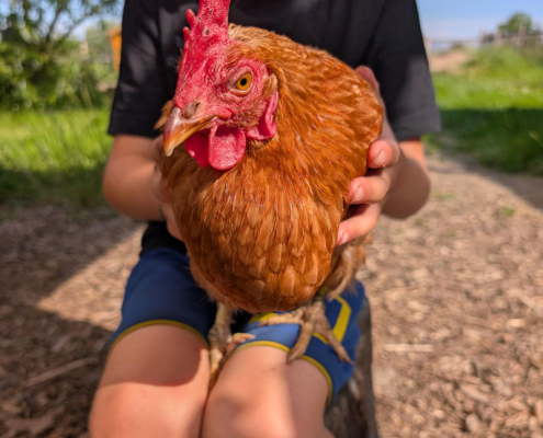 Husby-Huhn-800x800