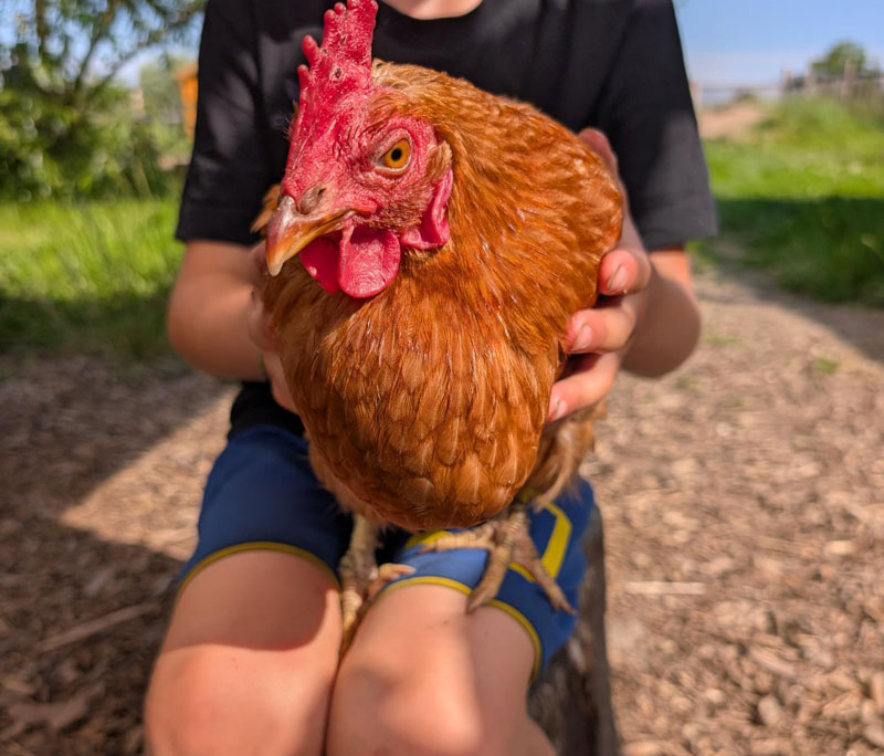 Husby-Huhn-800x800