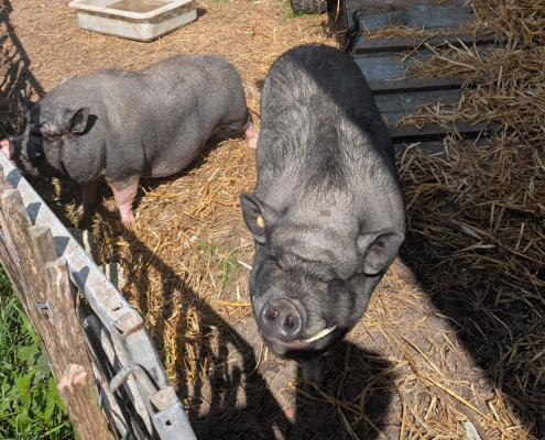 Husby-Schweine-800x800