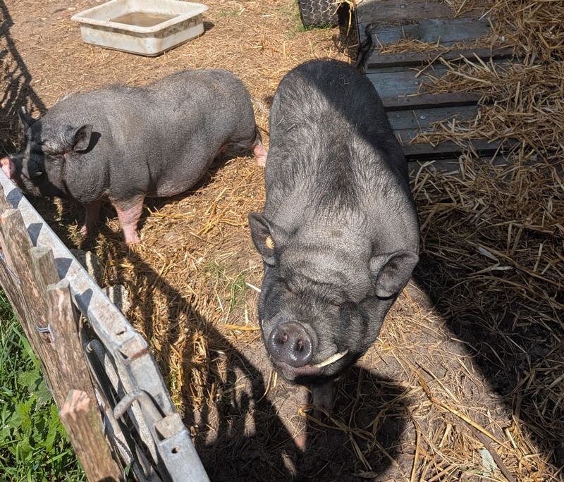 Husby-Schweine-800x800